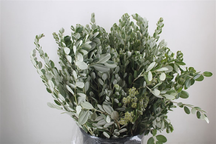 <h4>Pittosp Ralphi Leaves 400gr P Bunch</h4>