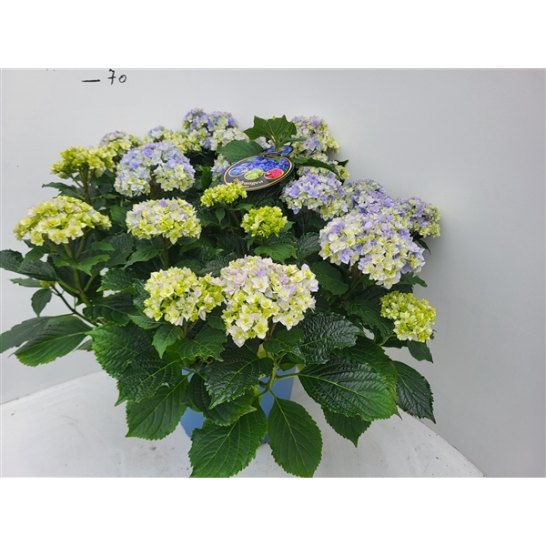 <h4>Hydrangea You & Me Forever Blue double flowers 33cm</h4>
