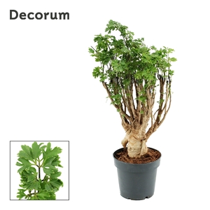 Polyscias Parsley 12 cm Bonsai (Decorum)