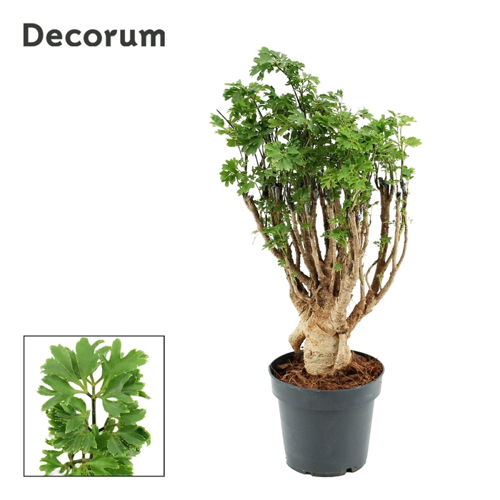 <h4>Polyscias Parsley 12 cm Bonsai (Decorum)</h4>