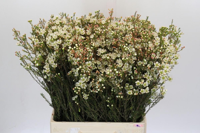 <h4>Chamelaucium Sirius</h4>