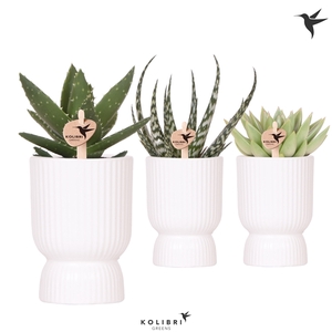 Kolibri Greens Succulenten mix in Diabolo pot white