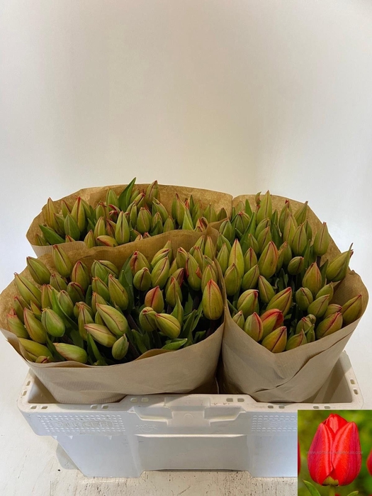 <h4>TU EN OXFORD ROOD</h4>