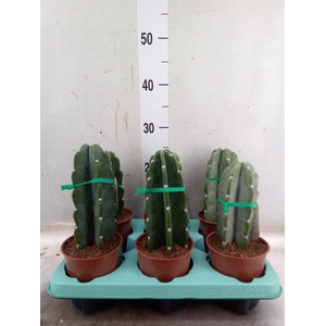 Cereus   ...
