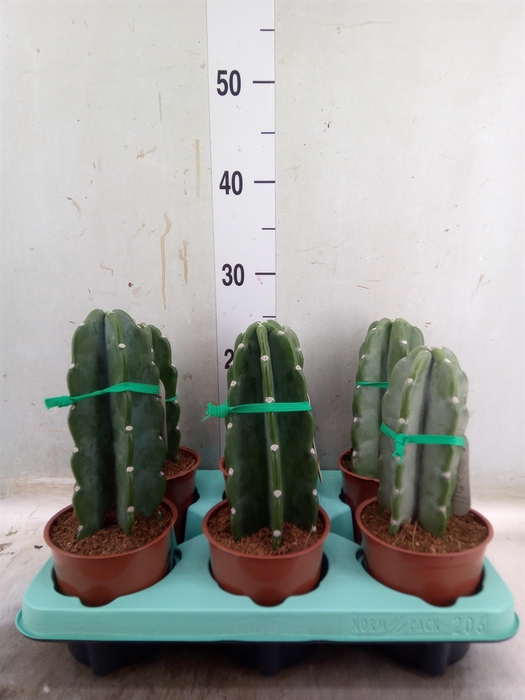 <h4>Cereus   ...</h4>