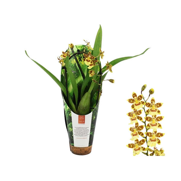 <h4>Inca Cambria Pacific Sunset cascade 9cm in luxury jungle cover</h4>