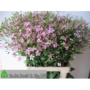 SAPONARIA OV