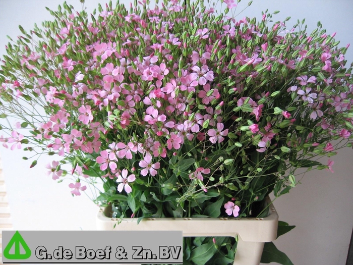 <h4>SAPONARIA OV</h4>