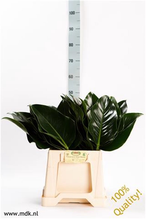 <h4>Philodendron Green Beauty</h4>