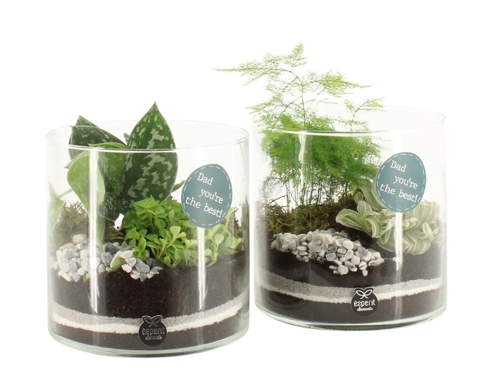 <h4>21761: Father's day arrangement</h4>