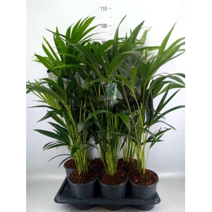 Howea forsteriana