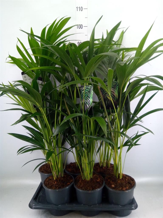 <h4>Howea forsteriana</h4>