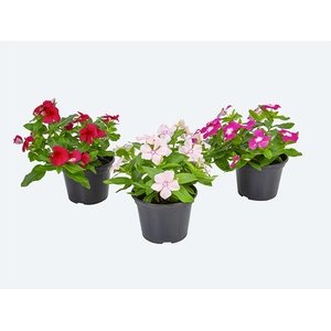VINCA P15