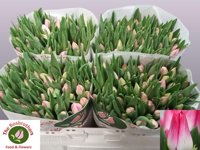 <h4>TU EN FIRST CLASS</h4>