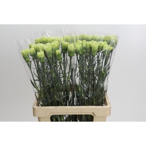 Dianthus St Lady Moe
