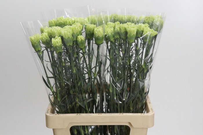 <h4>Dianthus St Lady Moe</h4>