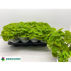 BEG BELEAF LIMA LOVE