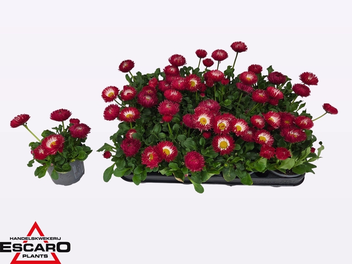 <h4>BELLIS PERENNIS</h4>