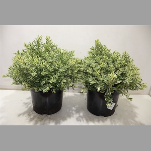 Hebe And Variegata