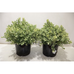 Hebe And Variegata