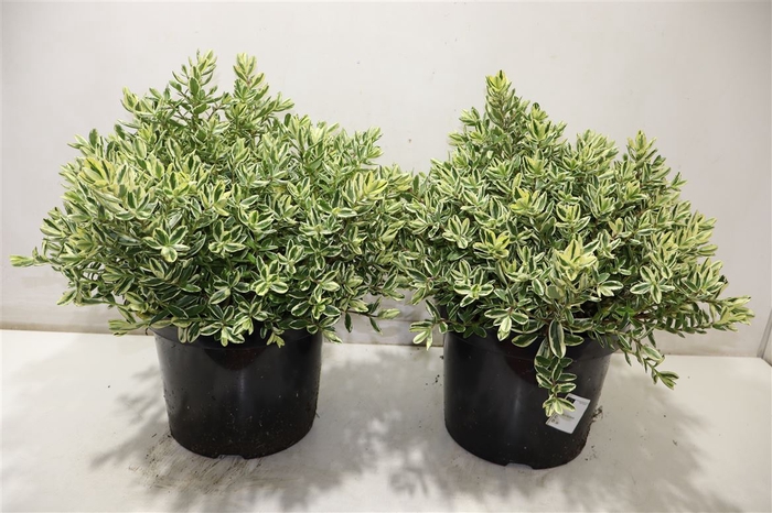 <h4>Hebe And Variegata</h4>