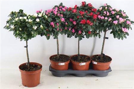 <h4>Rhodo Ov Stam</h4>