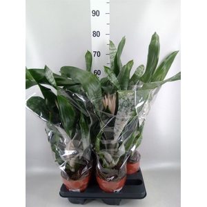 Aechmea fasciata 'Prontoo'