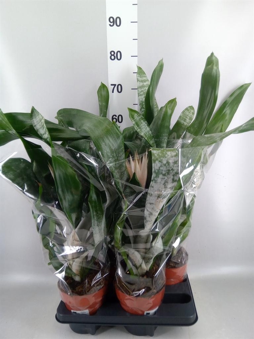 Aechmea fasciata 'Prontoo'