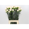 Dianthus St Brut