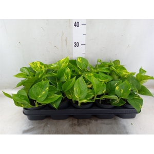 Epipremnum pinn. 'Aureum'