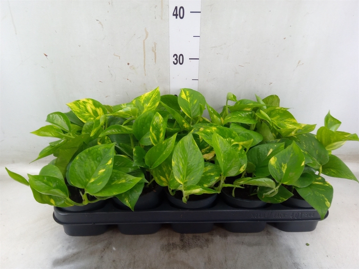 <h4>Epipremnum pinn. 'Aureum'</h4>