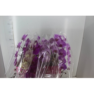 PHALAENOPSIS CASCATA P15 MIN 16 FLS