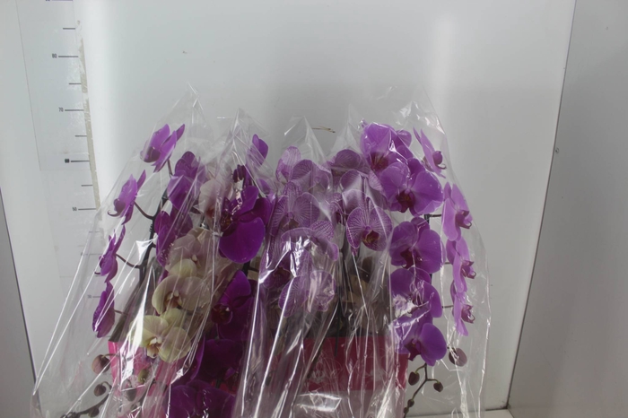PHALAENOPSIS CASCATA P15 MIN 16 FLS