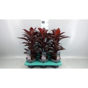 Cordyline fruti. 'Mambo'