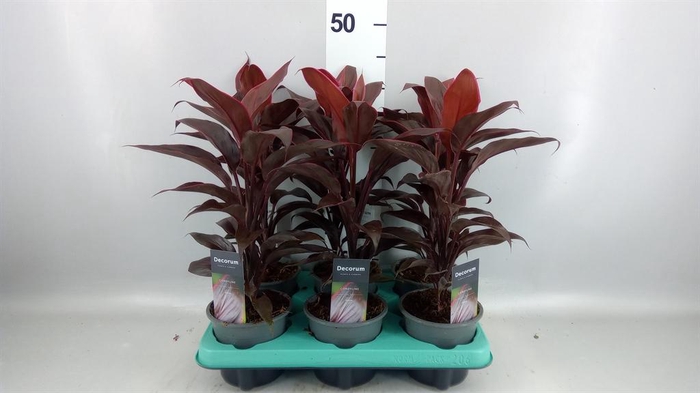 <h4>Cordyline fruti. 'Mambo'</h4>