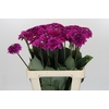 Dahlia Purple Fox