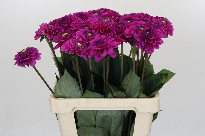 <h4>Dahlia Purple Fox</h4>