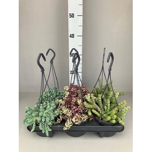 Succulenten hangmix 12cm mix kan Variëren