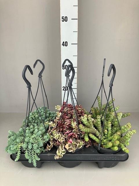<h4>Succulenten hangmix 12cm mix kan Variëren</h4>