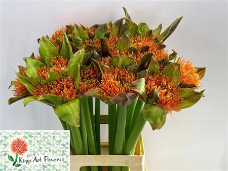 <h4>Scadoxus</h4>