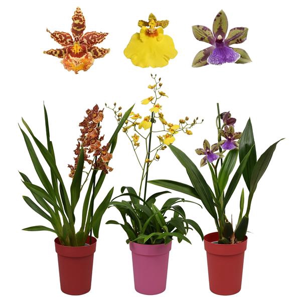 <h4>Orchideeën mix 1 tak met rode en roze kunstof pot</h4>