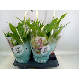 Spathiphyllum  'Pearl Cupido'