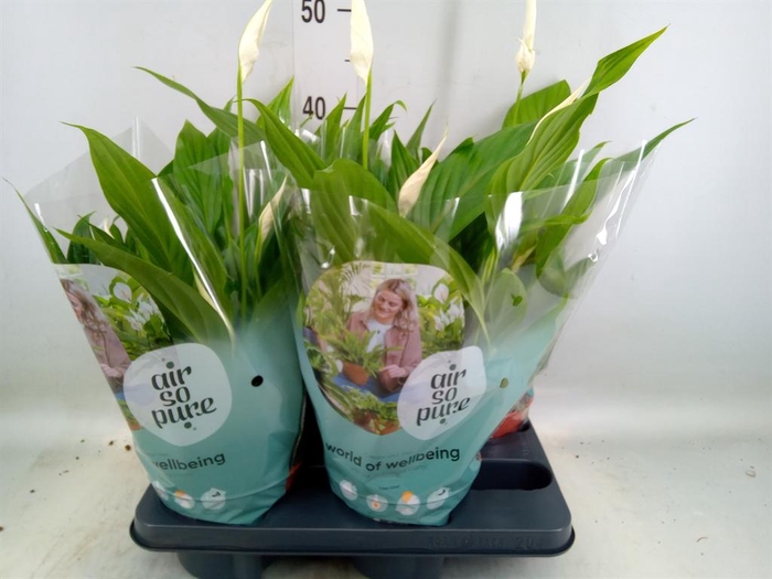 <h4>Spathiphyllum 'Pearl Cupido'</h4>