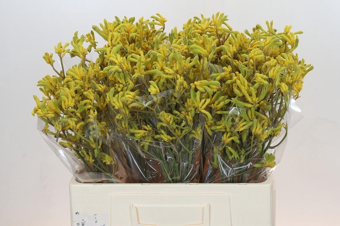 <h4>Anigozanthos Bush Down</h4>