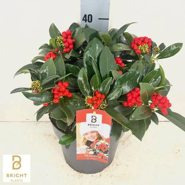 <h4>SKIM J PABELLA</h4>