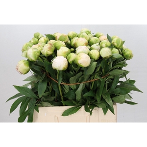 Paeonia Madame Claude Tain