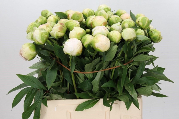 <h4>Paeonia Madame Claude Tain</h4>