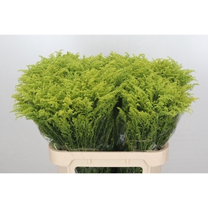 Solidago Tara Gold Buiten