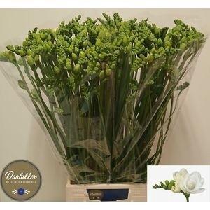 Freesia du Essence