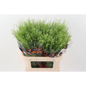 Lep Ru Green Bell 35 gram